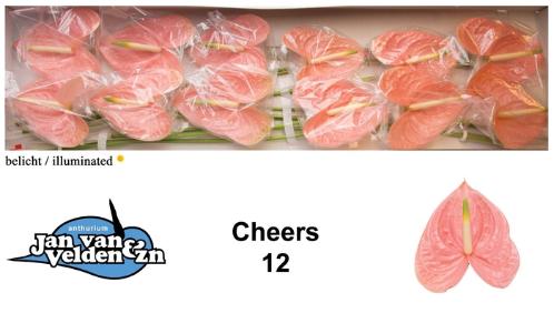 Anthurium Andreanum Grp Cheers