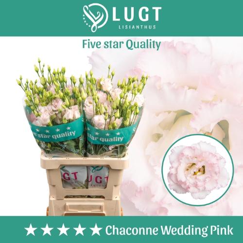 Eustoma russellianum gevuldbloemig 'Chaconne Wedding Pink'