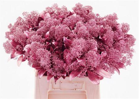 Skimmia per bos overig kleurbehandeld H%