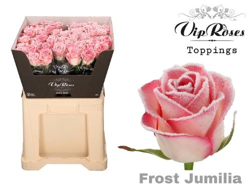 Rosa grootbloemig kleurbehandeld H%