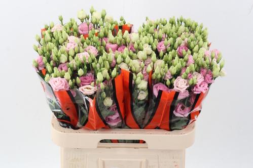 Eustoma russellianum gevuldbloemig 'Rosita Bright Pink'