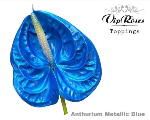 Anthurium Andreanum Grp kleurbehandeld H%