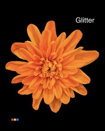 Chrysanthemum Indicum Grp tros kas kleurbehandeld H%
