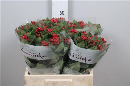 Bouvardia enkelbloemig Red Passion