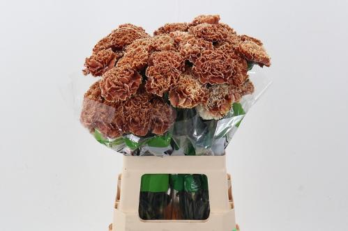 Dianthus standaard kleurbehandeld H%