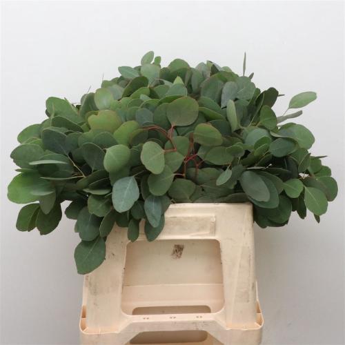 Eucalyptus per bos populifolia