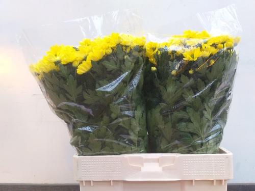 Chrysanthemum Indicum Grp tros kas Baltica Yellow