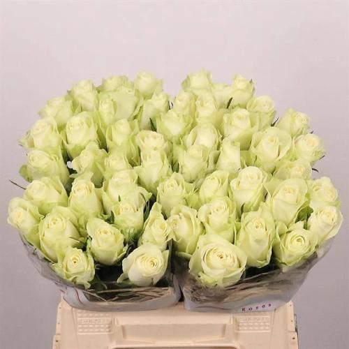 Rosa grootbloemig Athena