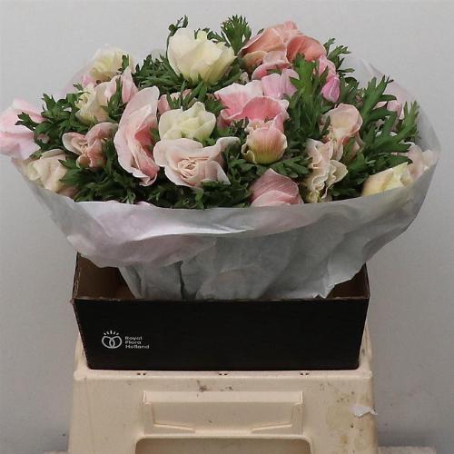 Anemone coronaria 'Mistral Plus Azzurro'