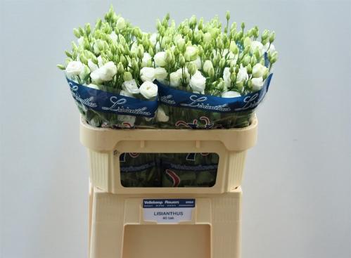 Eustoma russellianum gevuldbloemig 'Rosita White'