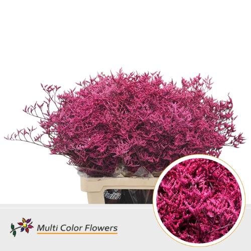 Limonium overig kleurbehandeld H%