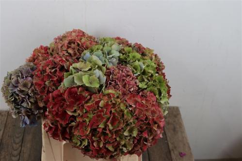 Hydrangea overig