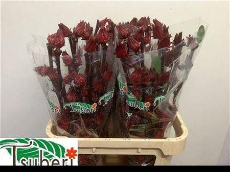 Hibiscus trionum 'Eden Red'