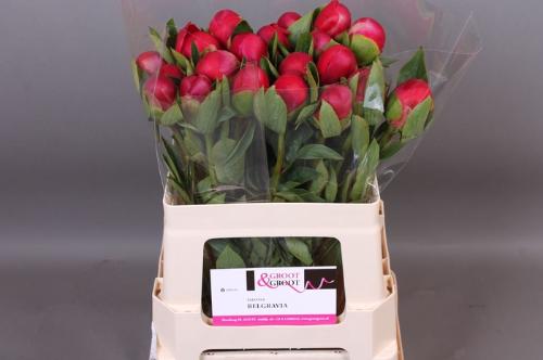 Paeonia 'Mary Jo Legare'