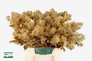 Skimmia per bos overig kleurbehandeld H%