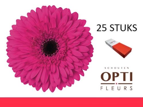 Gerbera grootbloemig 'Madeira'