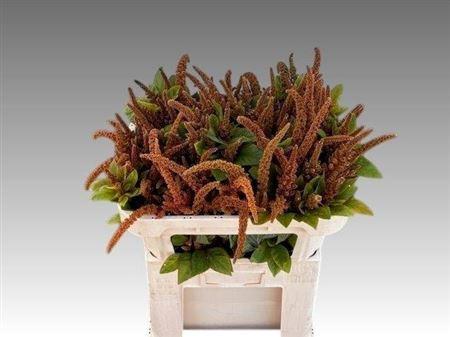 Amaranthus cruentus 'Hot Biscuits'