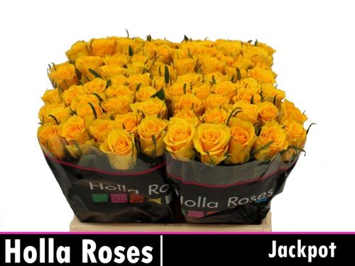 Rosa kleinbloemig Jackpot+