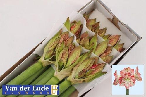 Hippeastrum Galaxy Grp 'Mega Star'