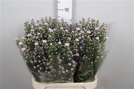 Aster Universum Grp 'Claudia'