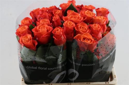 Rosa grootbloemig Orange Crush