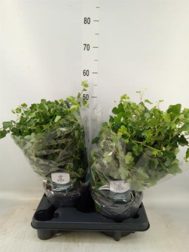Hedera helix 'Wonder'