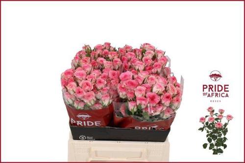 Rosa tros Tralala