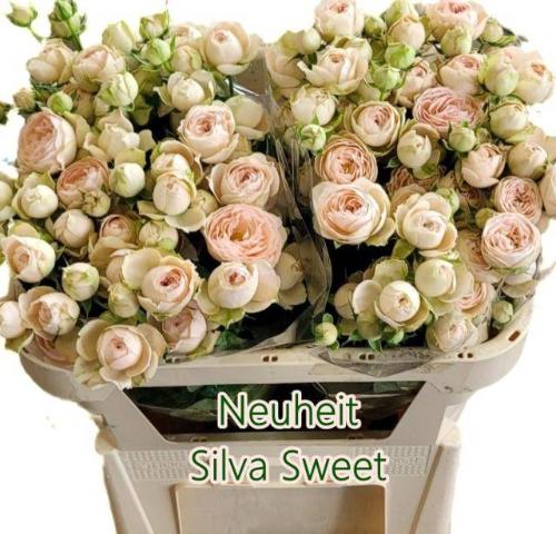 Rosa tros Silva Sweet+