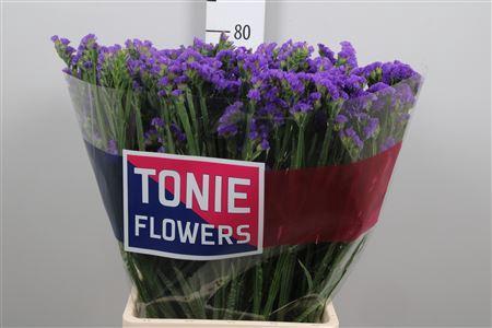 Limonium sinuatum 'Crystal Dark Blue'