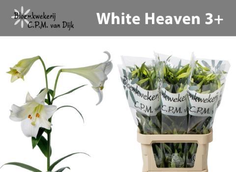 Lilium longiflorum 'White Heaven'