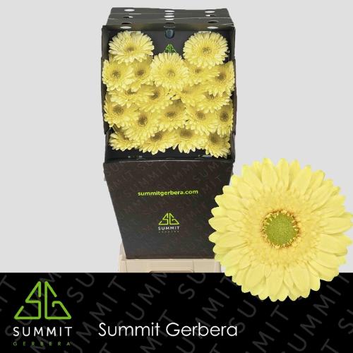 Gerbera mini Lemon Lime