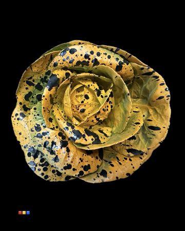 Brassica oleracea kleurbehandeld H%
