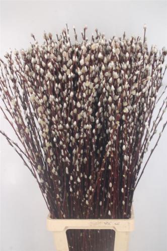 Salix caprea 'Snow Flake'