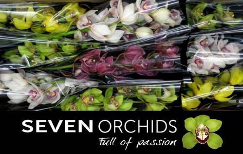 Cymbidium grootbloemig per tak gemengd