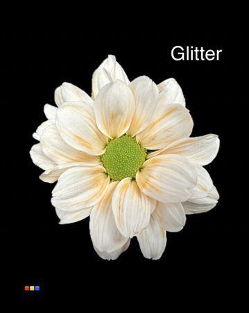 Chrysanthemum Indicum Grp tros kas kleurbehandeld H%