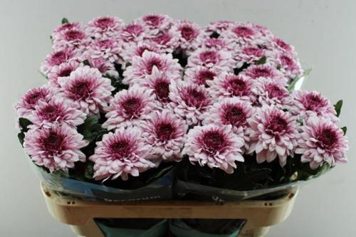 Chrysanthemum (Indicum Grp) geplozen Pip Pretty