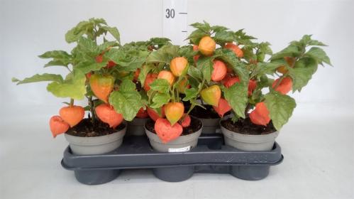 Physalis alkekengi