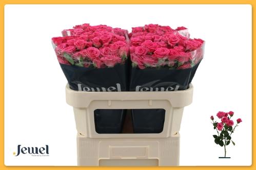 Rosa tros Lovely Lydia