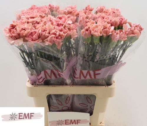 Dianthus srtandaard Lady Dayana