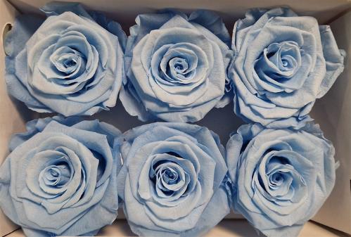 Rosa grootbloemig kleurbehandeld H%