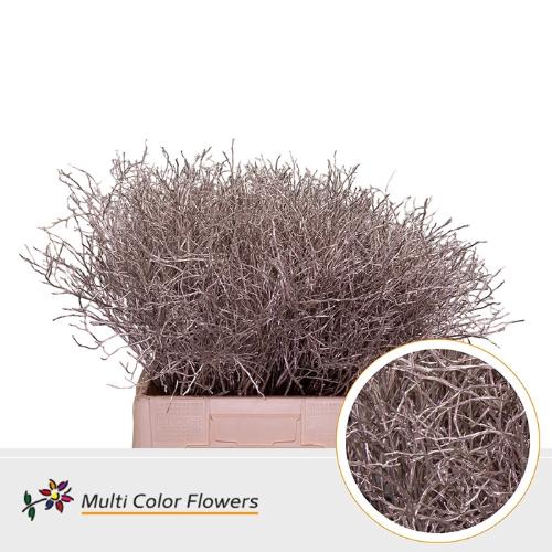 Vaccinium kleurbehandeld H%