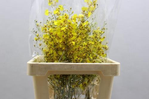 Orchidee