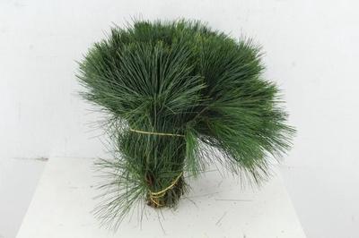 Pinus strobus