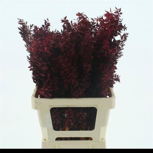 Ruscus kleurbehandeld H%
