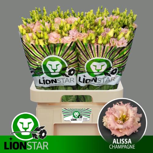 Eustoma russellianum gevuldbloemig 'Alissa Champagne'