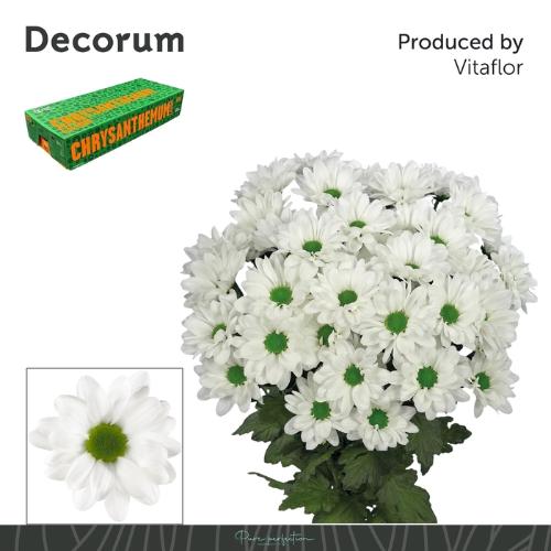 Chrysanthemum Indicum Grp tros Chic