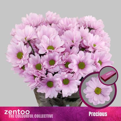 Chrysanthemum (Indicum Grp) tros Precious