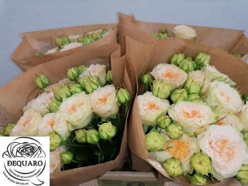 Rosa tros Grandma's Finest Lilly