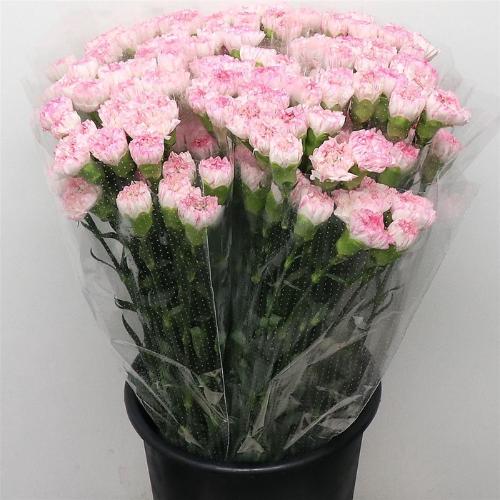 Dianthus standaard overig