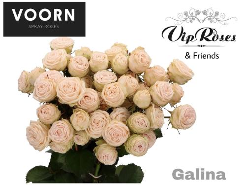 Rosa tros Galina